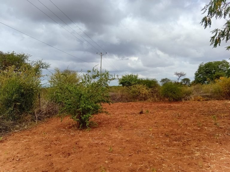 Более 800 000 жителей округа Китуи столкнулись с голодом из-за неурожая