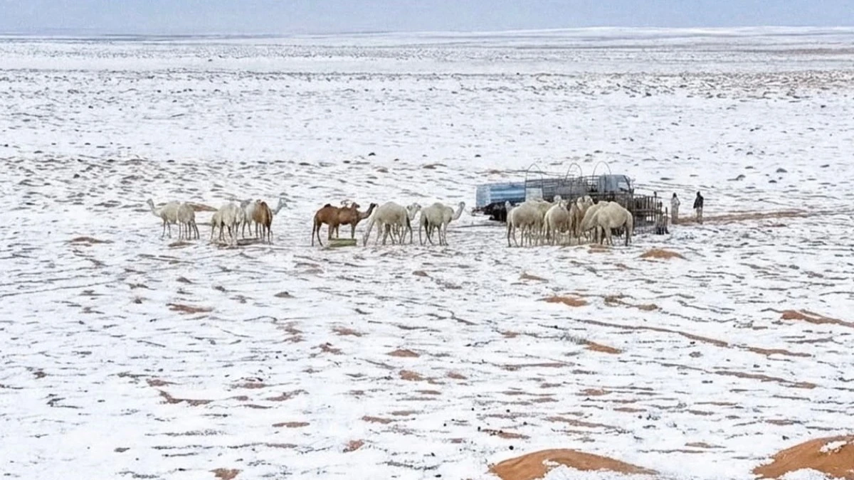 Впервые за 30 лет пустыни Саудовской Аравии покрылись снегом.